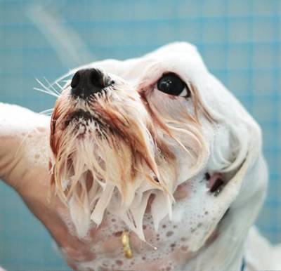 cachorro-banho-star-grooming