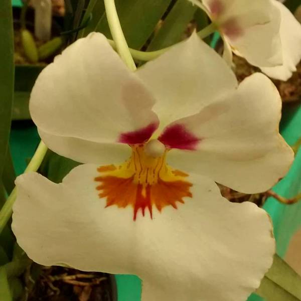 orquidea1