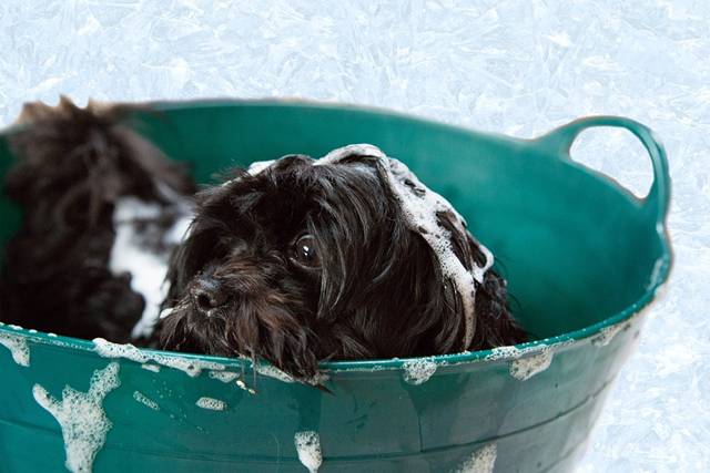 cachorro banho amanda cullingford pixabay