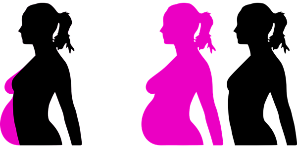 gravidezvectorimagespixabay2